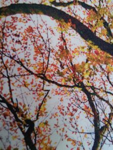 Toile de coton