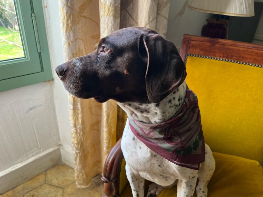 Foulard chien